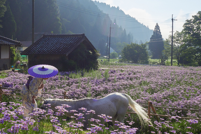 お写ん歩: 花（夏）アーカイブ